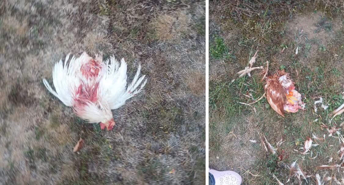 Mještani Podlugova upozoravaju na čopor pasa: Stradalo oko 20 kokoši i nekoliko ćurki