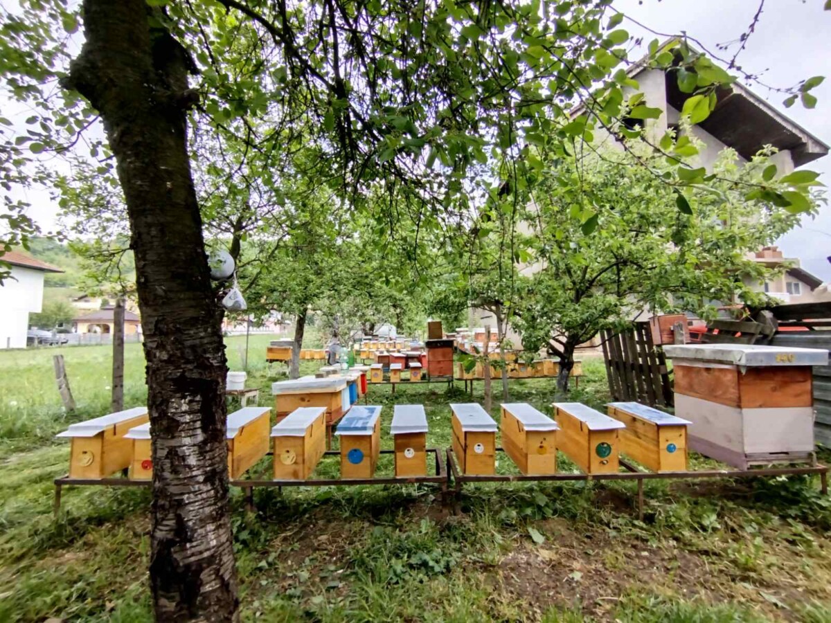 Naučni radovi iz Ilijaša putuju u Tuzlu i Tursku: Istraživanja iz pčelarstva na međunarodnoj sceni