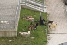 Psi lutalice i sigurnost građana: Gdje prestaje briga o životinjama, a počinje odgovornost prema ljudima?
